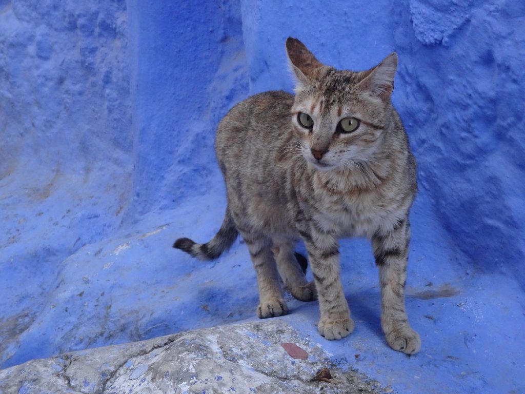 Cat in Chefchaouen