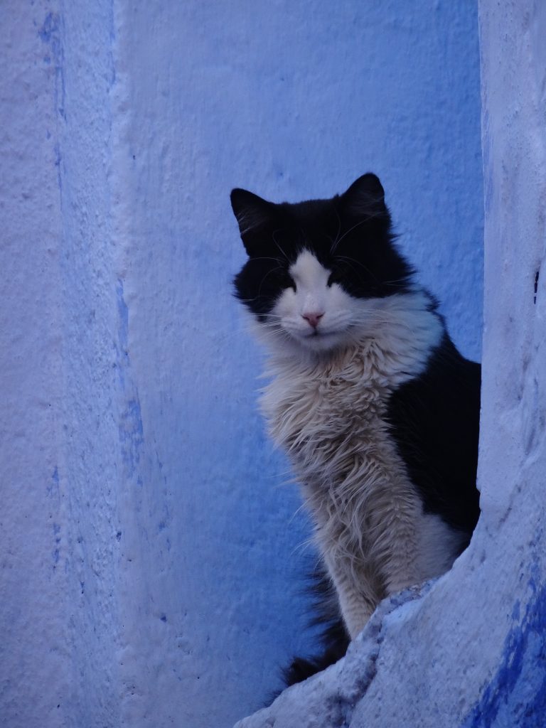 peaceful cat chefchaouen