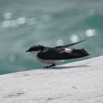Oiseau Bacalar