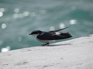 Oiseau Bacalar