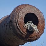 Iguane Bacalar