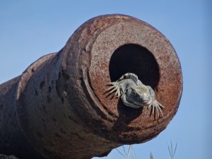 Iguane Bacalar