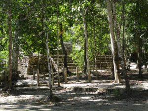 arbres Calakmul