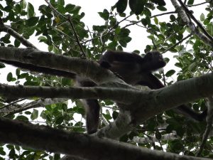 singe Calakmul