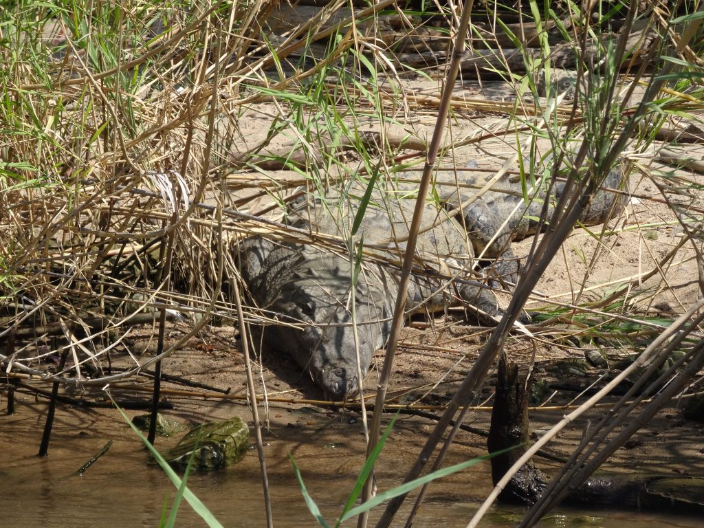 Crocodile