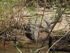 Crocodile