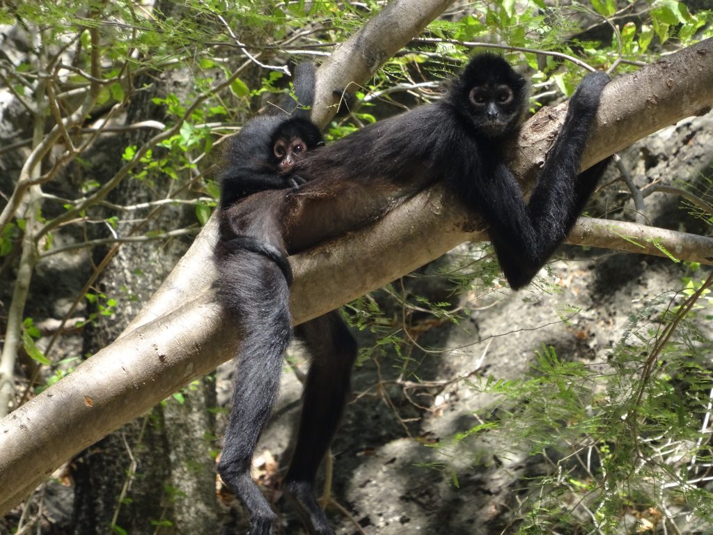 Singes