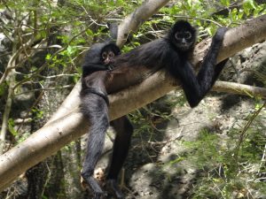 Singes