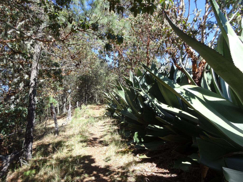 plante d'agave