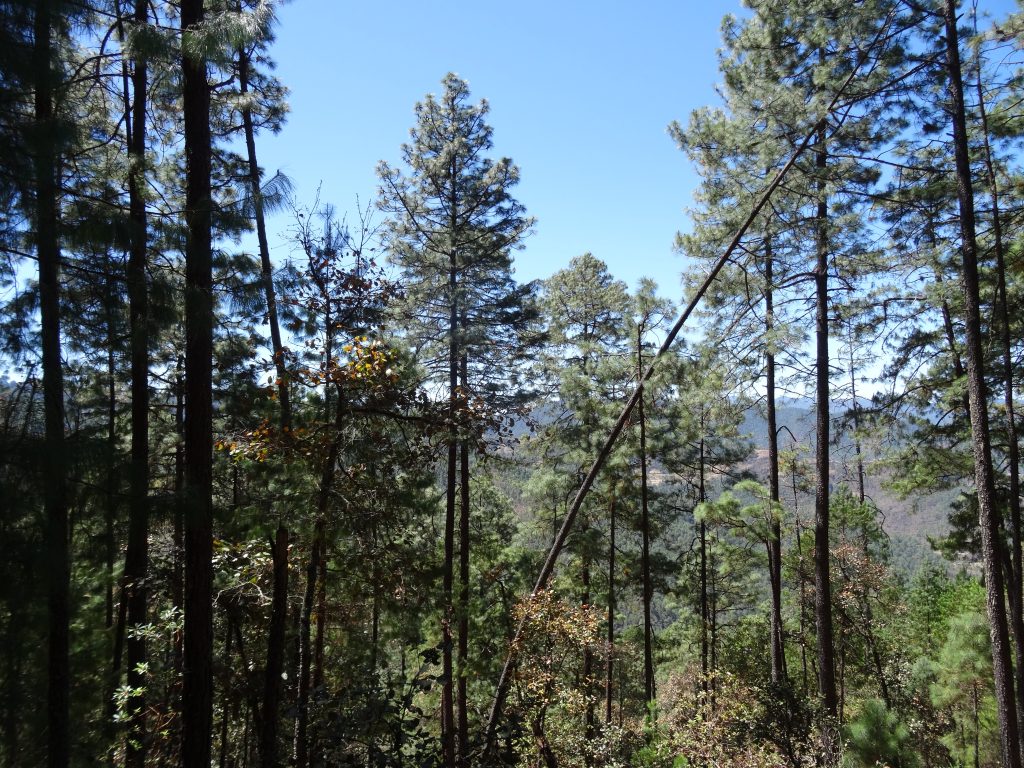 forêt latuvi