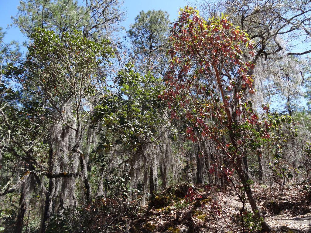 forêt lachatao