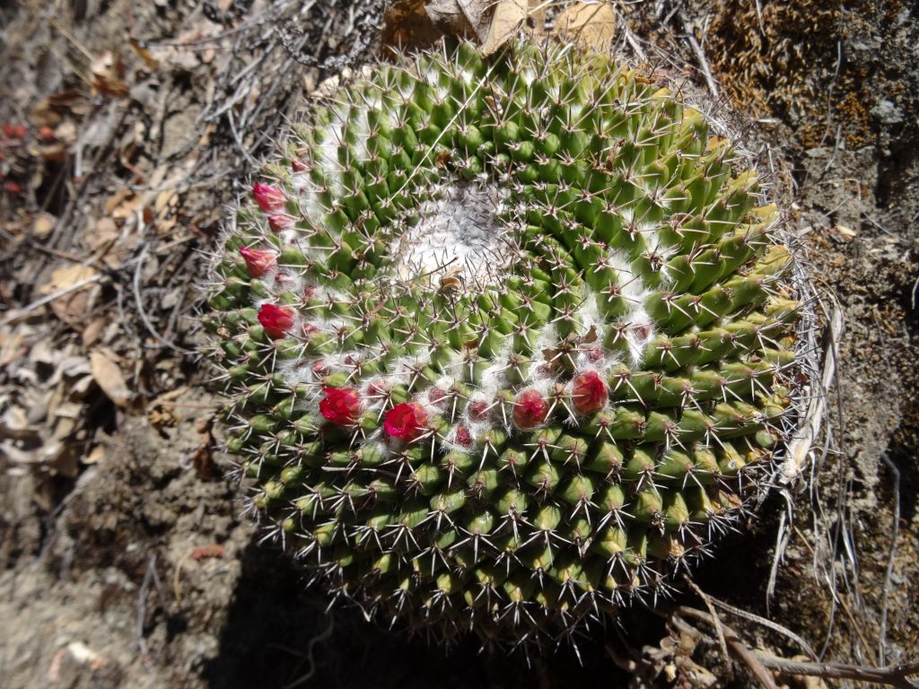 cactus lachatao
