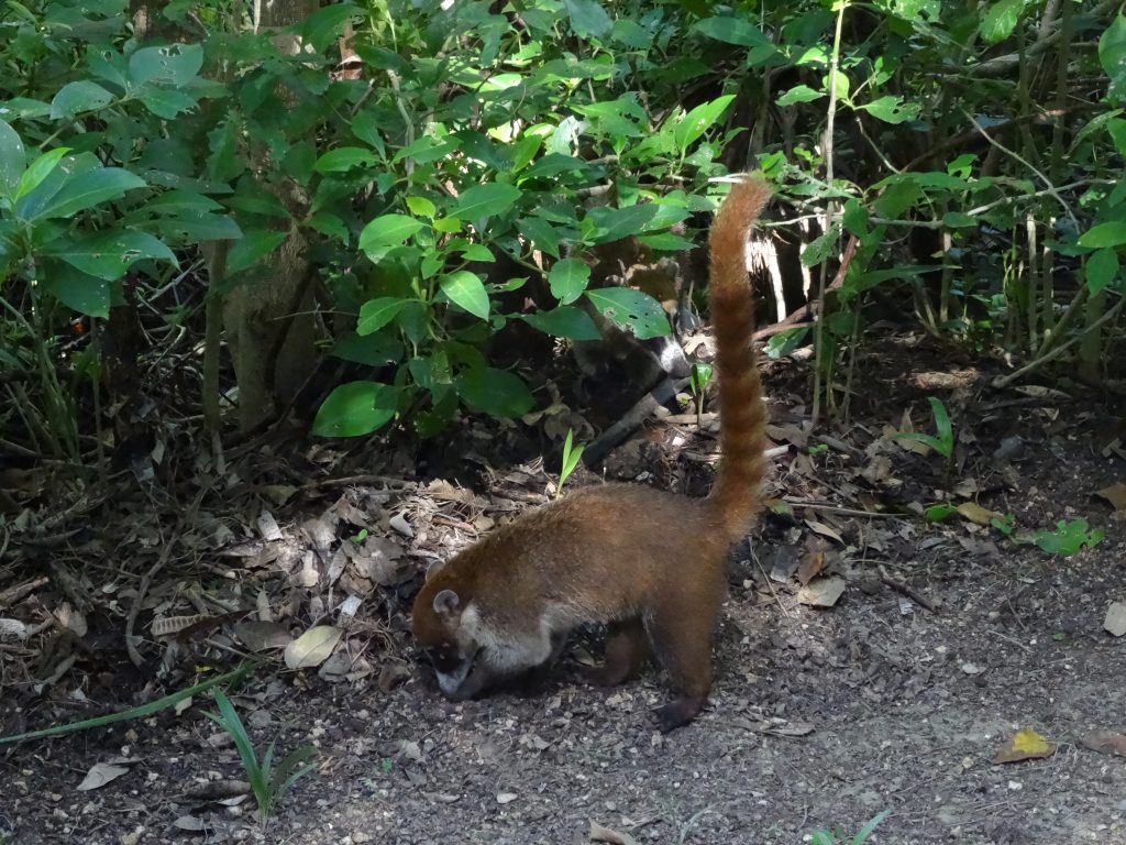 coati Tulum