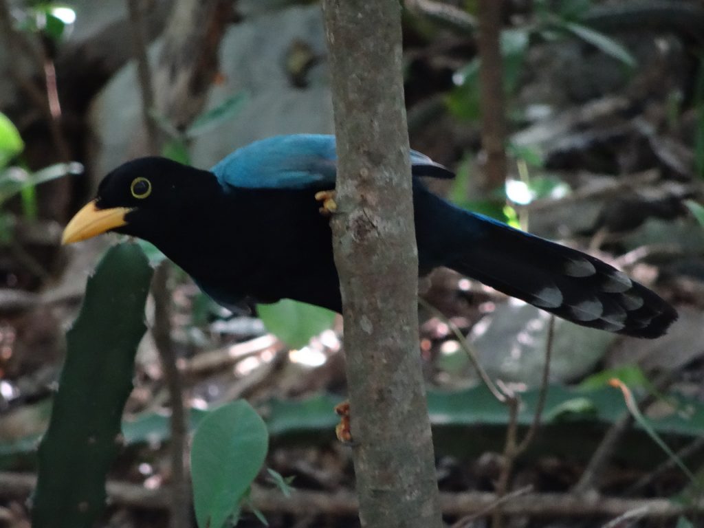 oiseau Tulum