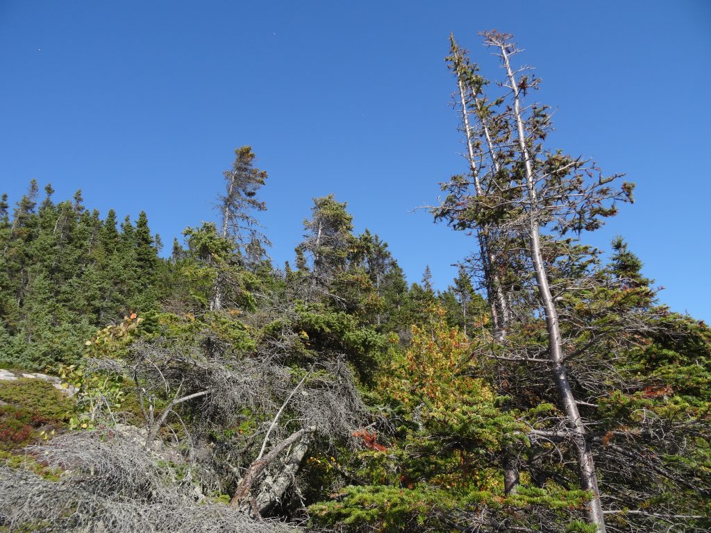 forêt tadoussac