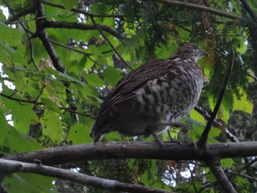 perdrix tadoussac