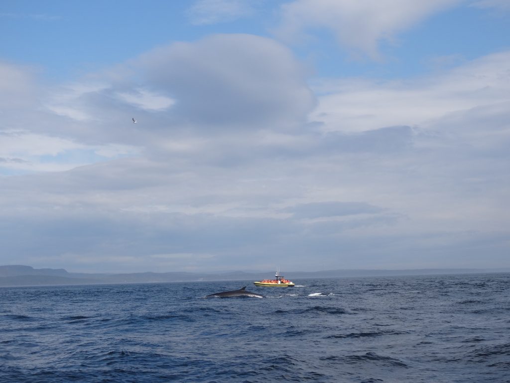 bateau tadoussac
