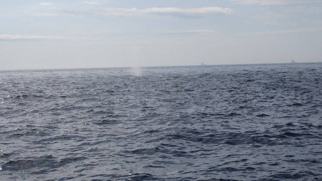 souffle baleine