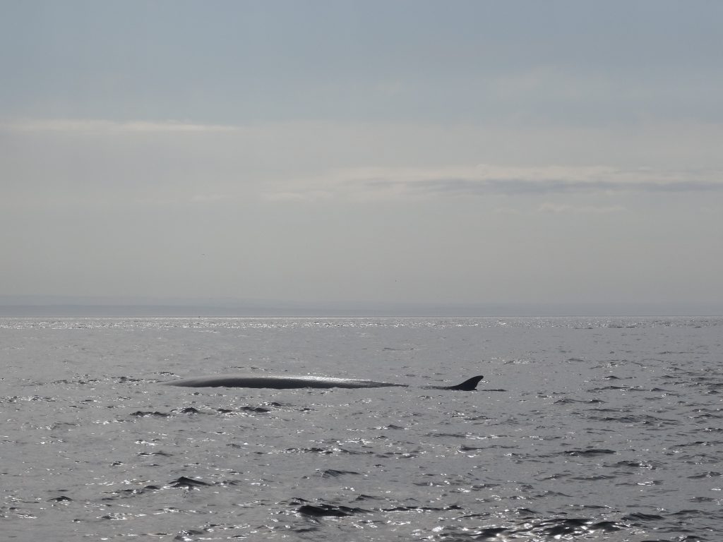 baleine tadoussac