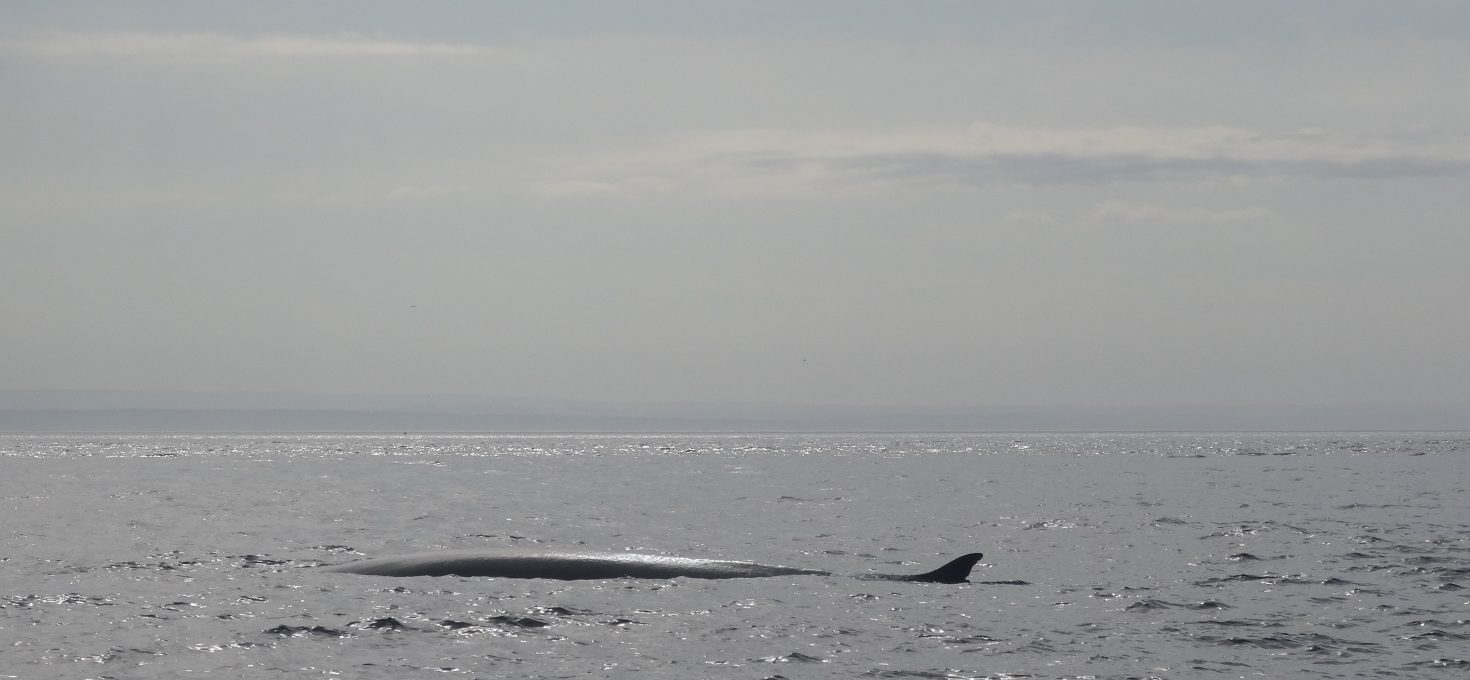 Virée à Tadoussac : baleines, randonnée et pleine nature