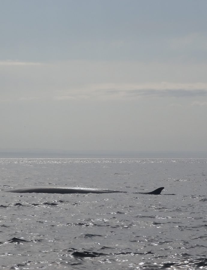 Virée à Tadoussac : baleines, randonnée et pleine nature