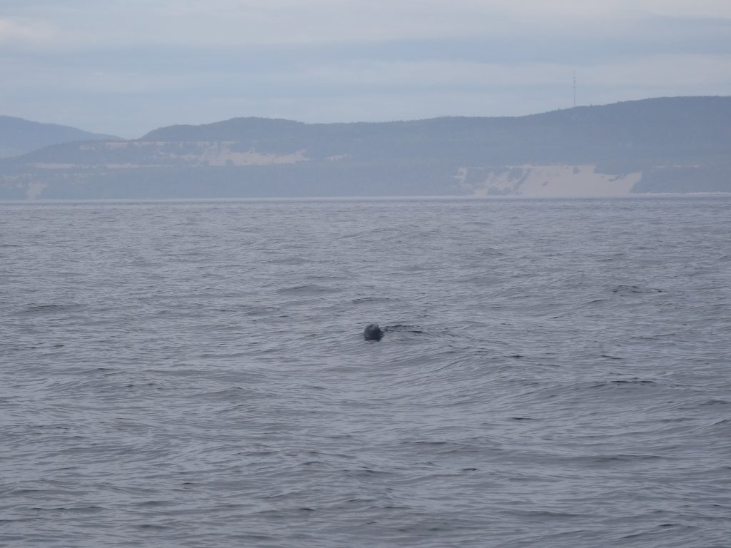 phoque dans l'eau