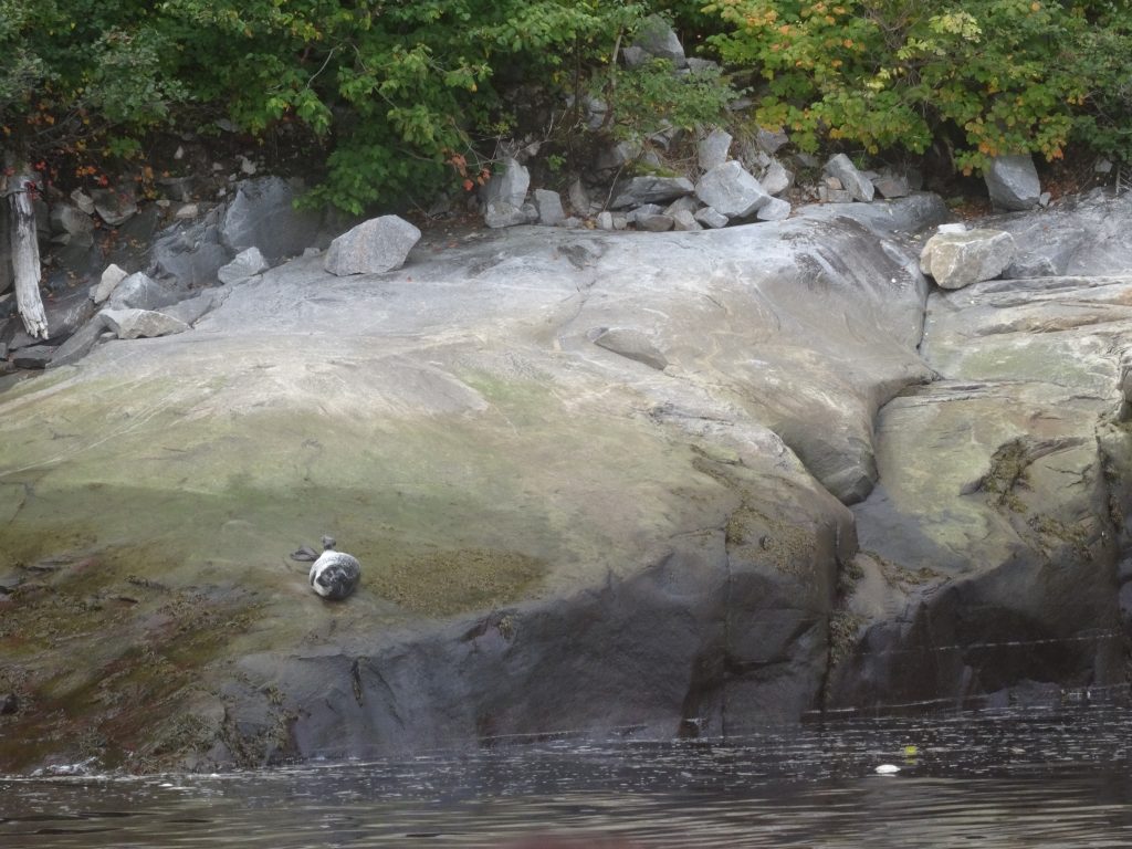 tadoussac phoque