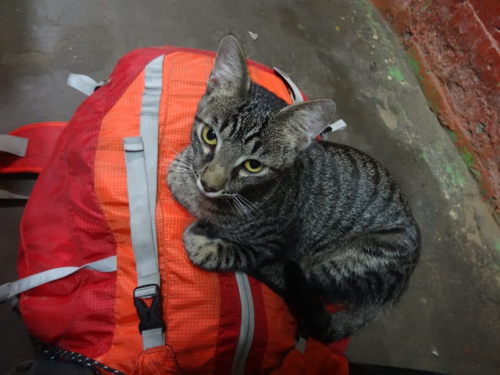 chat Tumbes